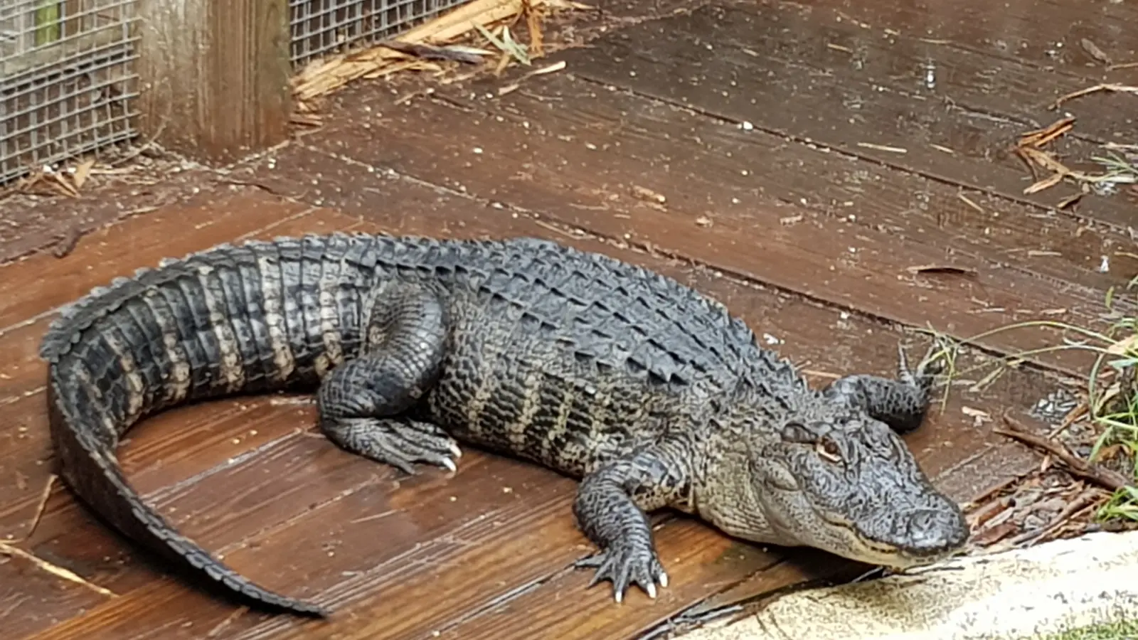 Alligator Pick-Up Lines