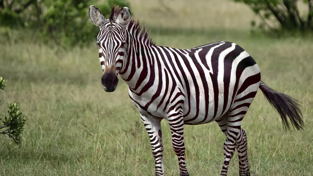 Animal Pick Up Lines