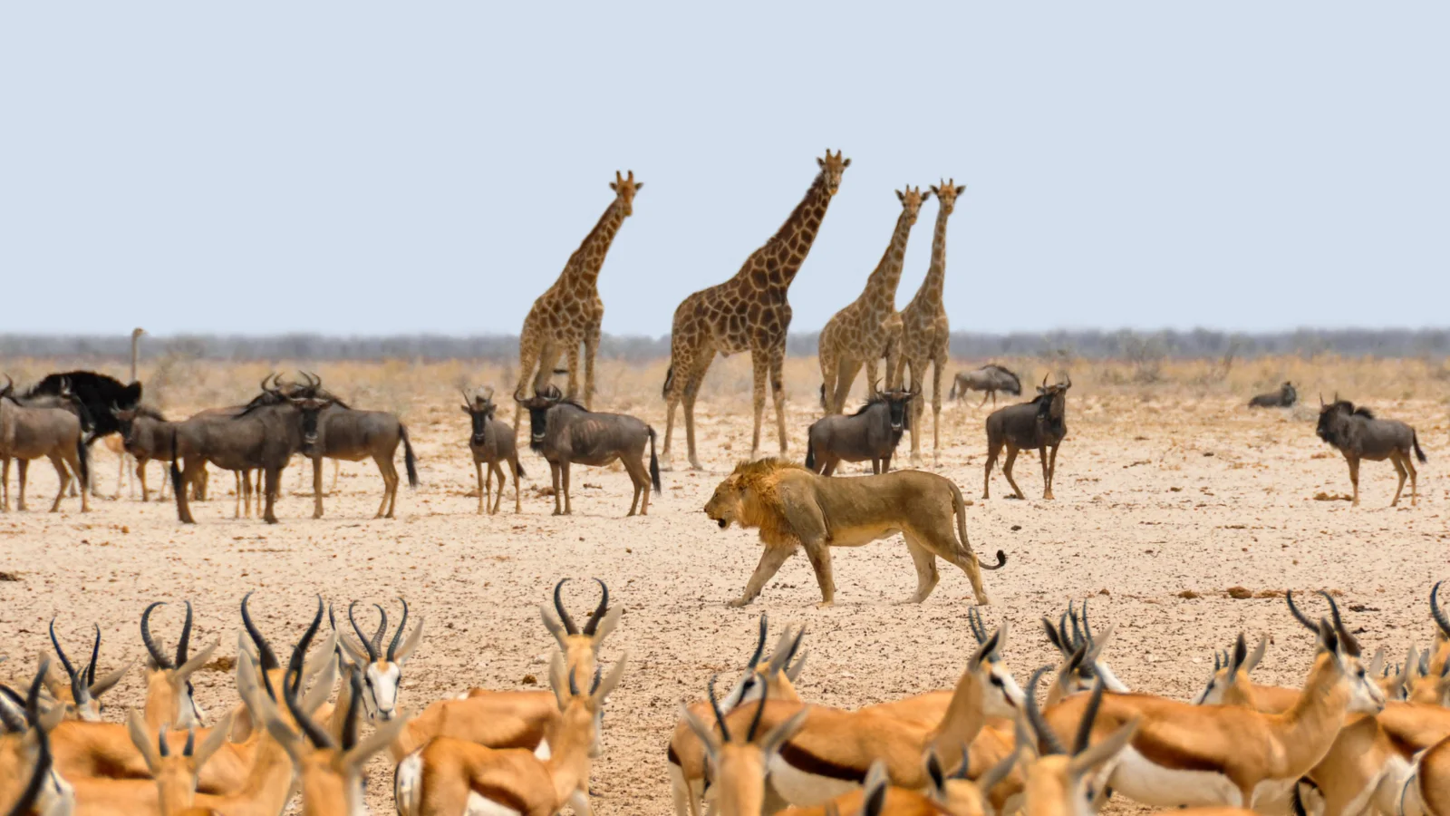 Animal Puns
