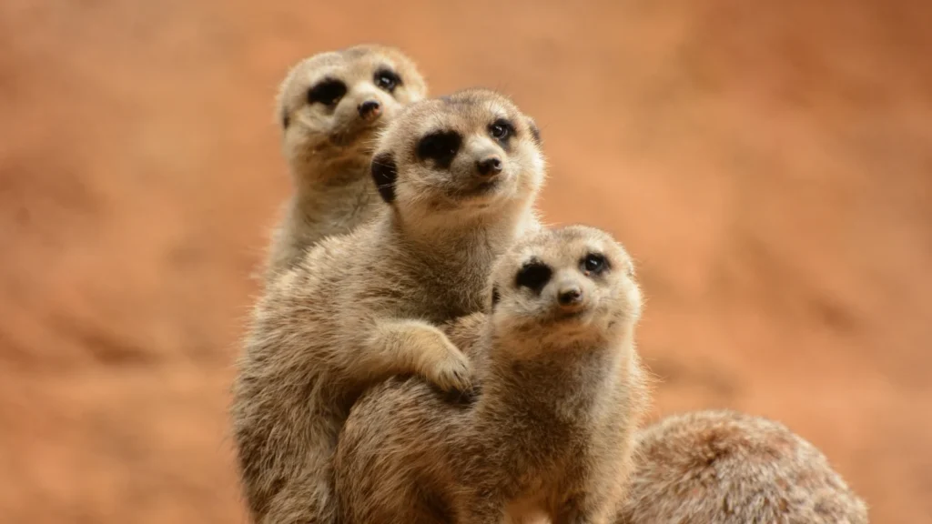 Animal Puns