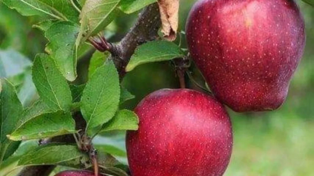 _Apple Puns