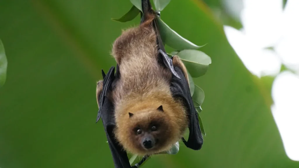 Bat Puns
