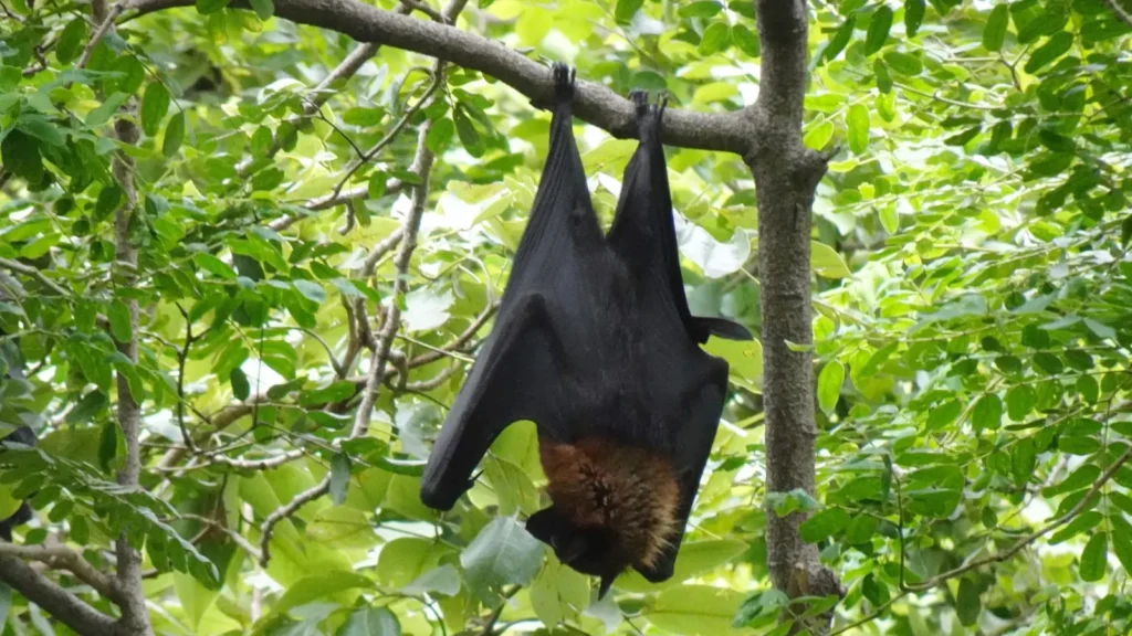 Bat Puns