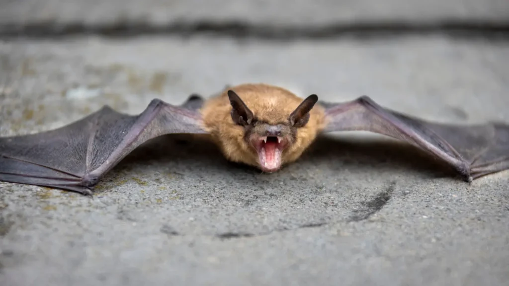 Bat Puns