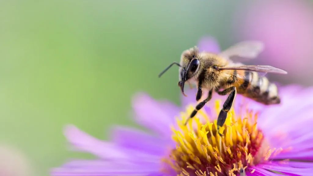 Bees Pick Up Lines