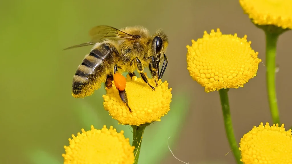 Bees Pick Up Lines