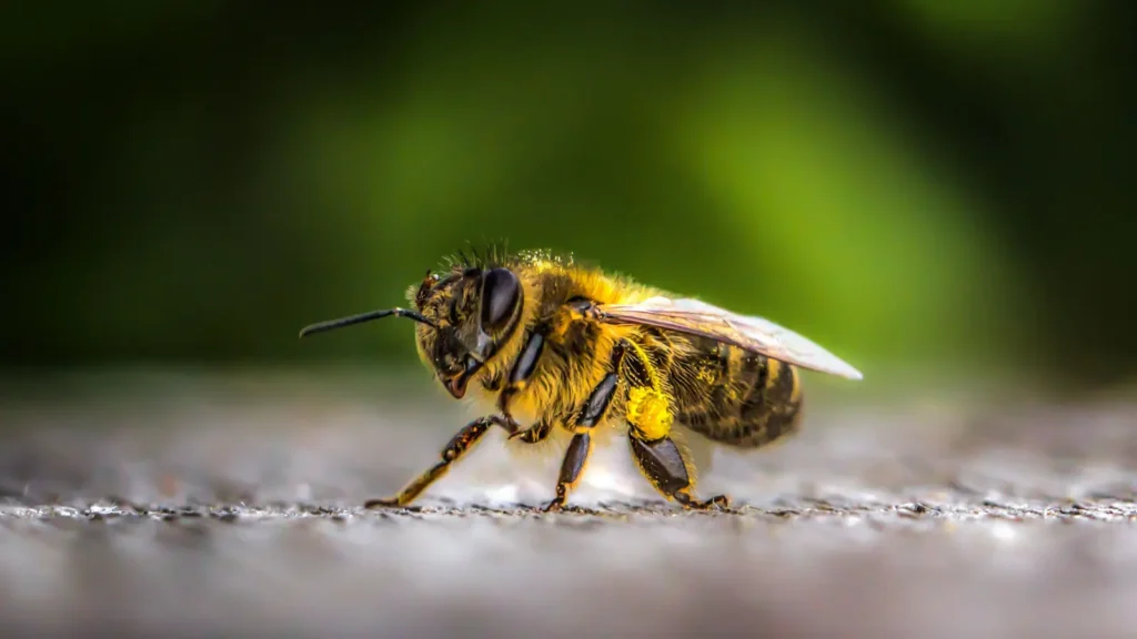 Bees Pick Up Lines