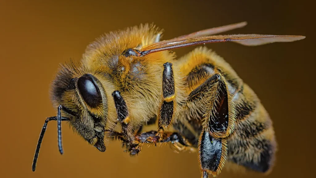 Bees Pick Up Lines
