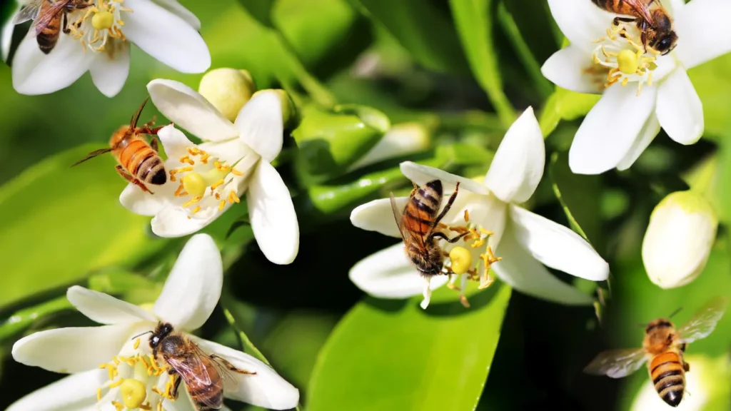 Bees Pick Up Lines