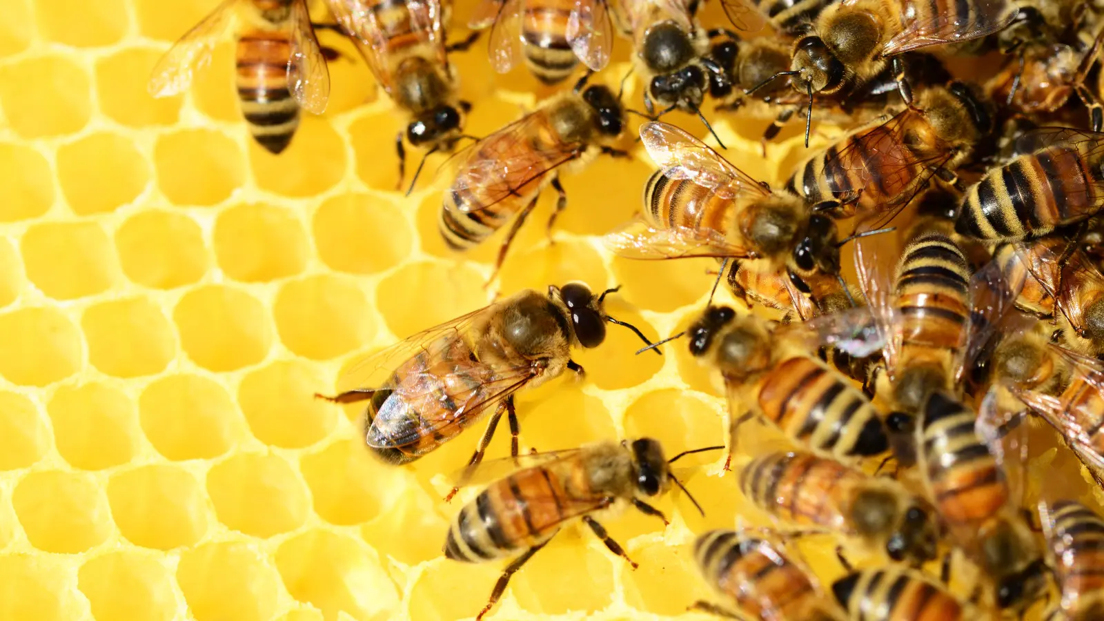 Bees Pick Up Lines