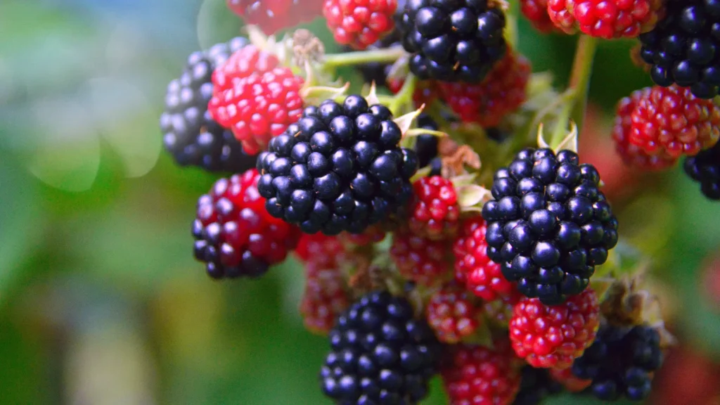 Berry Puns