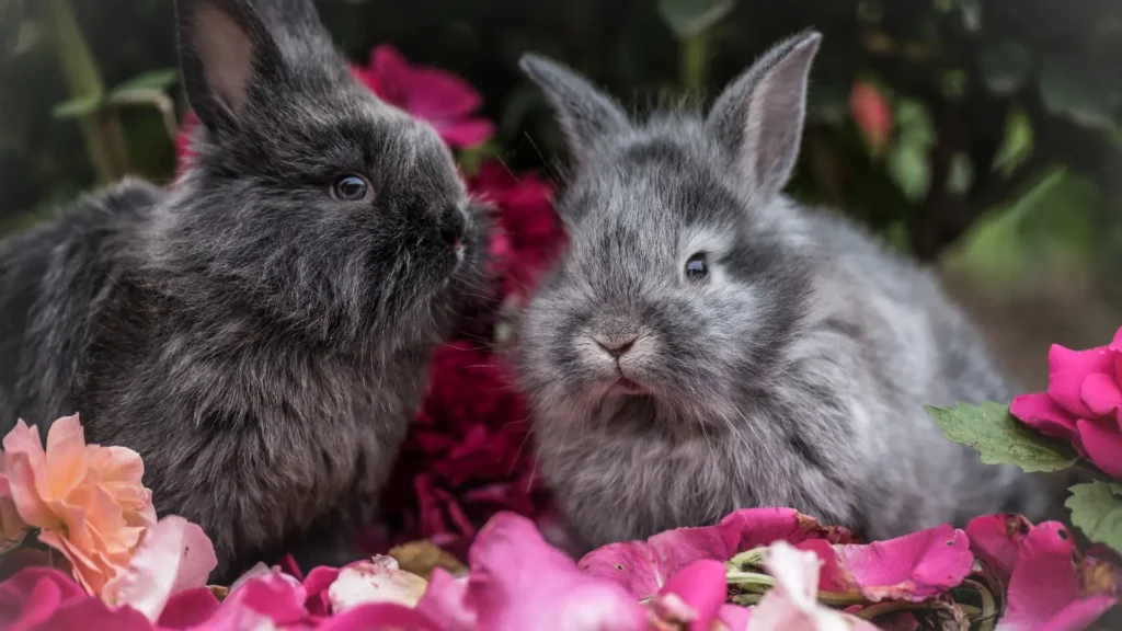 Bunny Puns