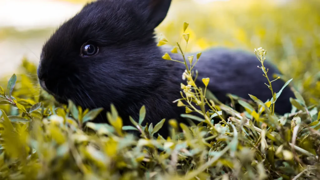 Bunny Puns