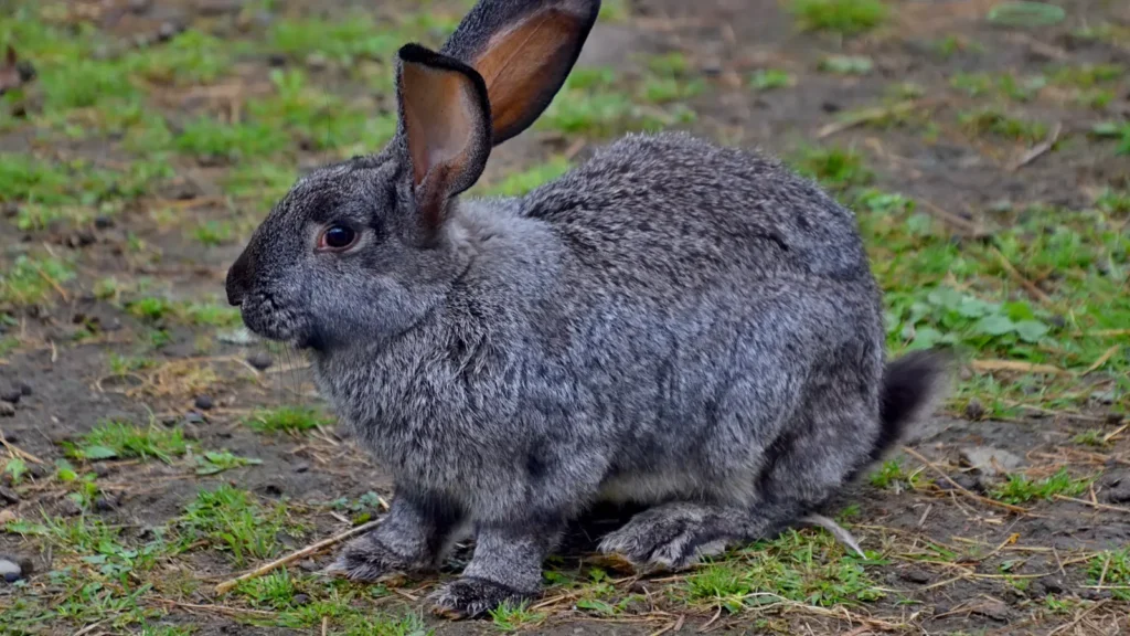 Bunny Puns