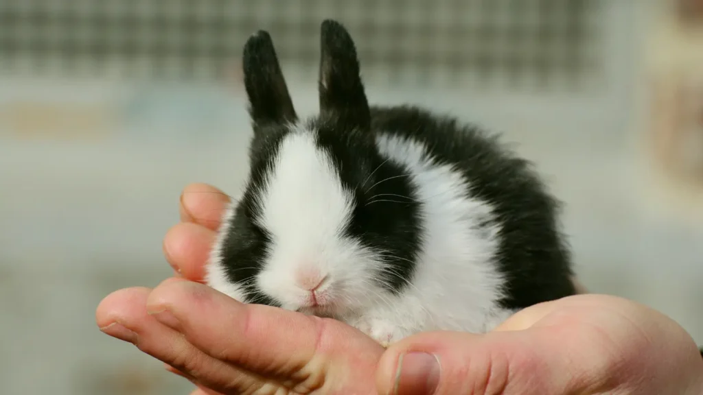 Bunny Puns