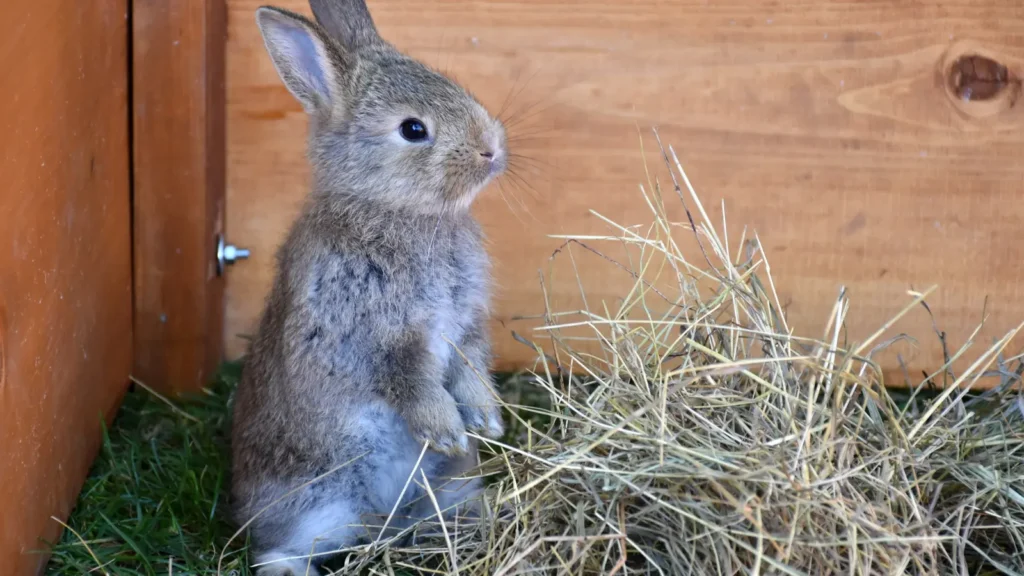 Bunny Puns