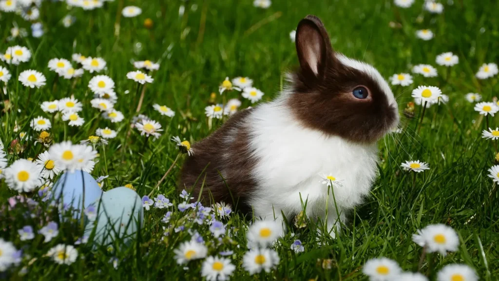 Bunny Puns