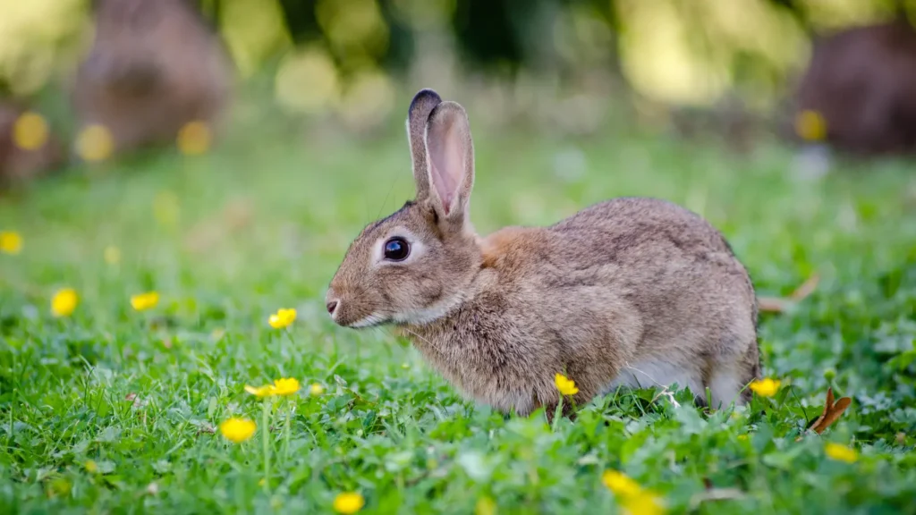 Bunny Puns