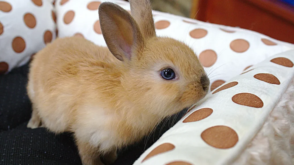 Bunny Puns