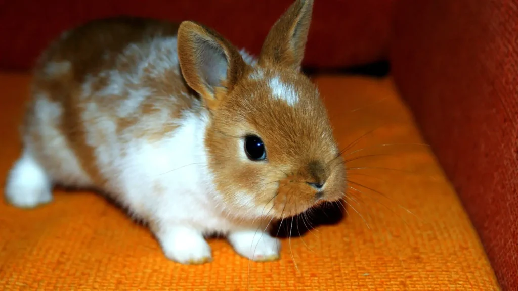 Bunny Puns