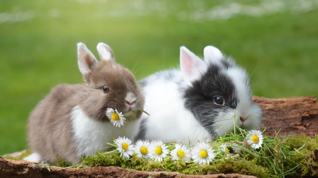 Bunny Puns