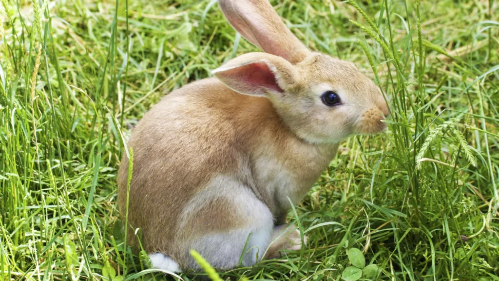 Bunny Puns