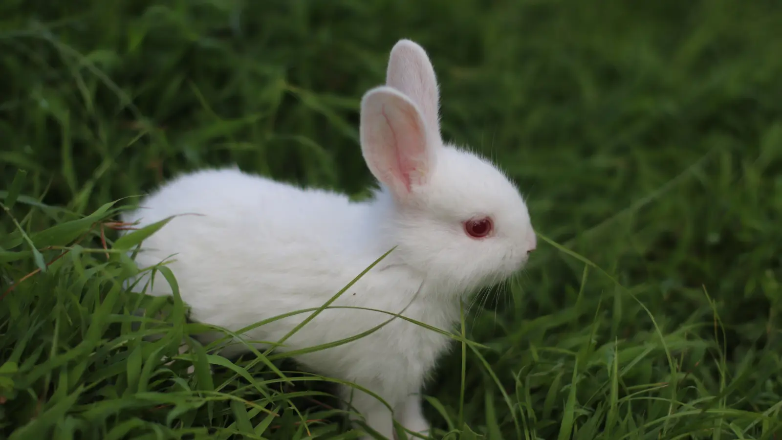 Bunny Puns