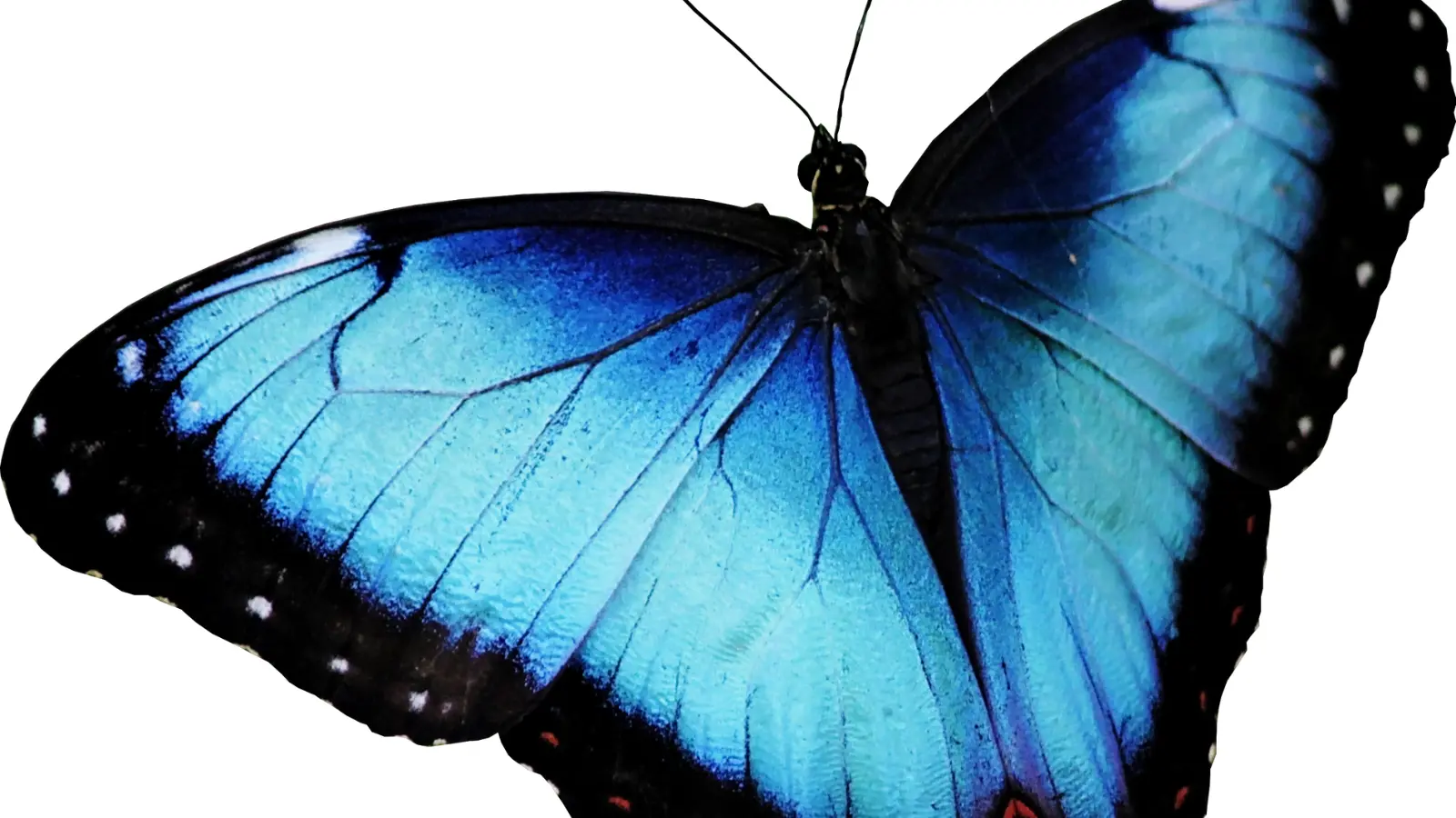 Butterfly Puns