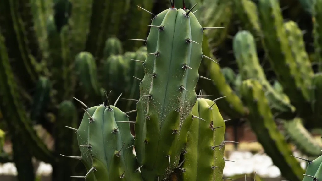 Cactus Puns