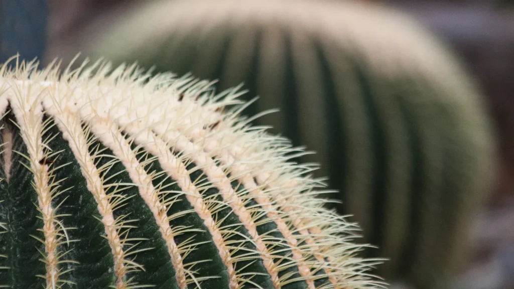 Cactus Puns