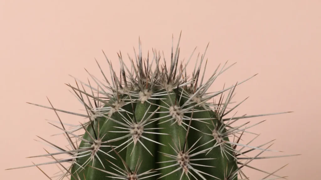 Cactus Puns