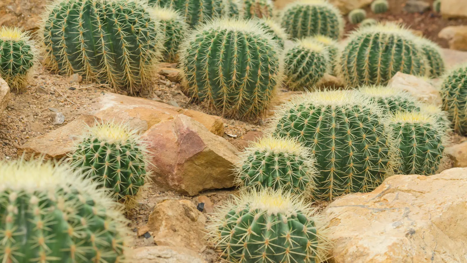 Cactus Puns