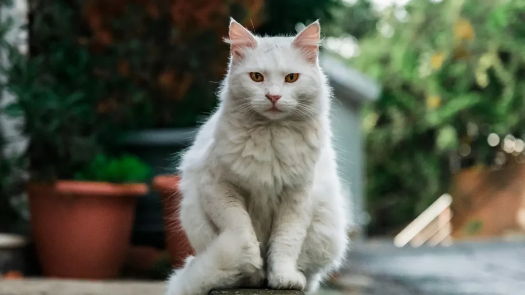 Cat Pick Up Lines 