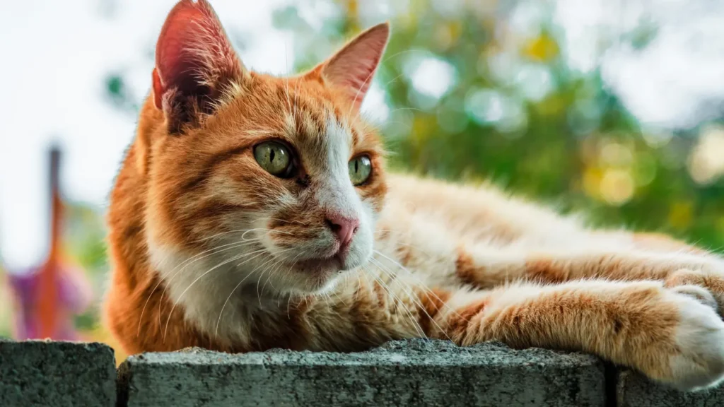 Cat Pick Up Lines 