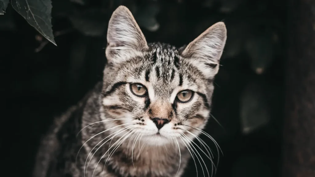 Cat Pick Up Lines