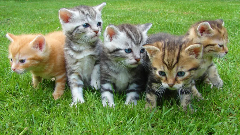 Cat Pick Up Lines 