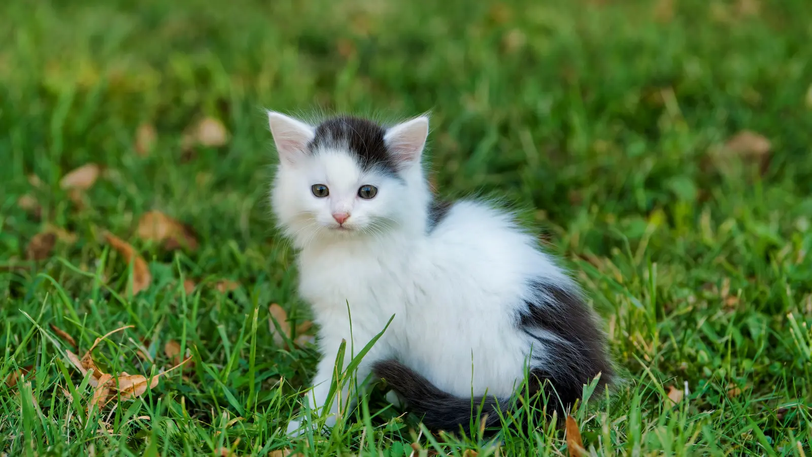 Cat Pick Up Lines
