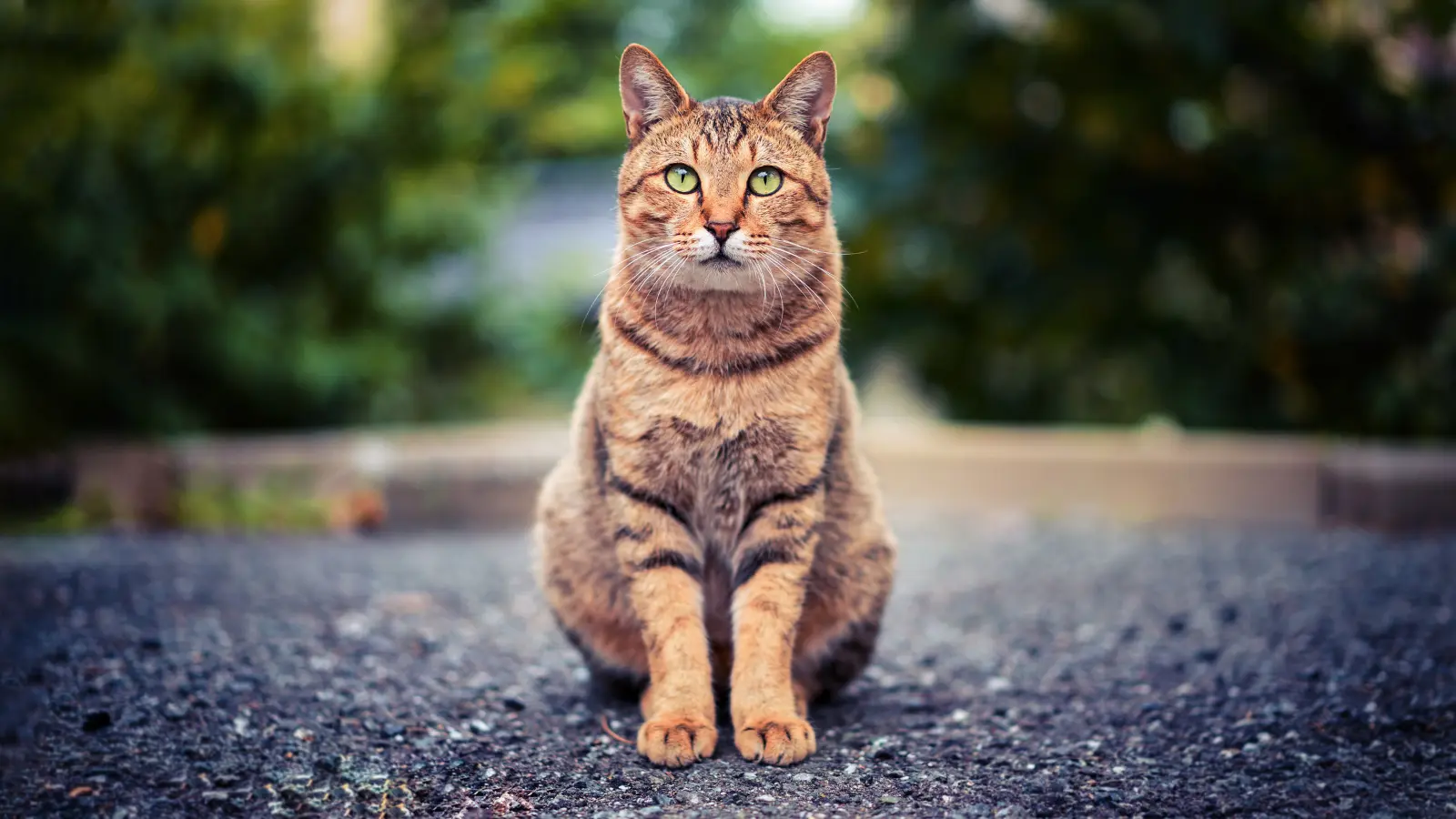 Cat Pick Up Lines
