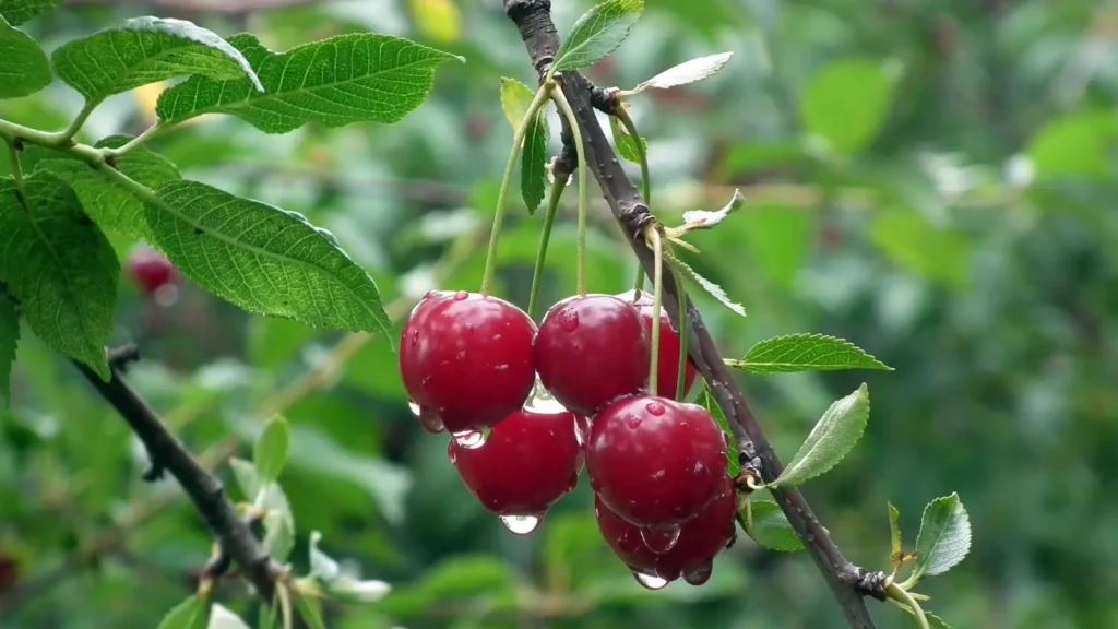 Cherry Puns