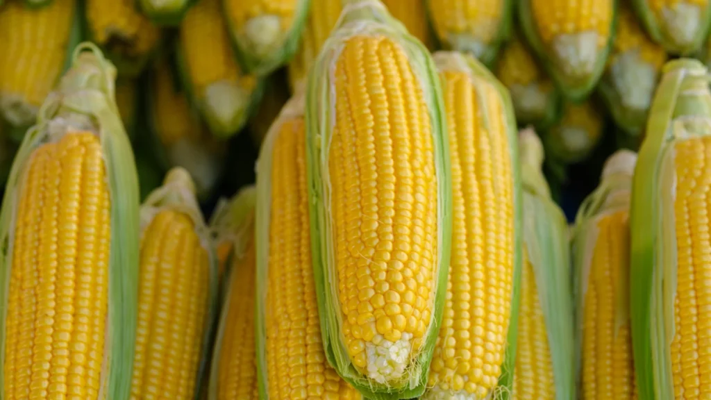 corn puns