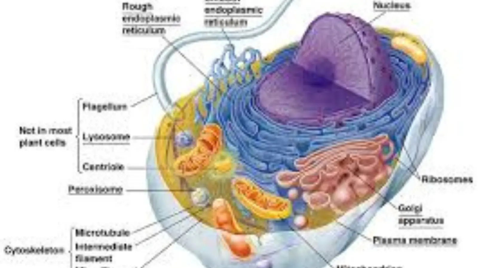 Cytoskeleton Pick Up Lines