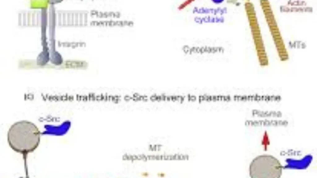 Cytoskeleton Pick Up Lines