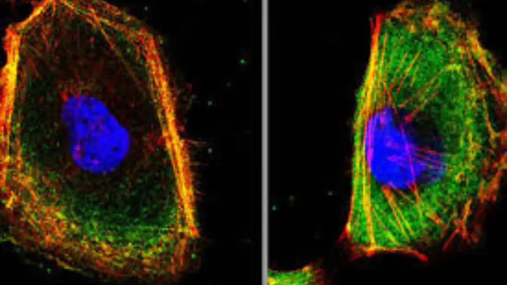 Cytoskeleton Pick Up Lines