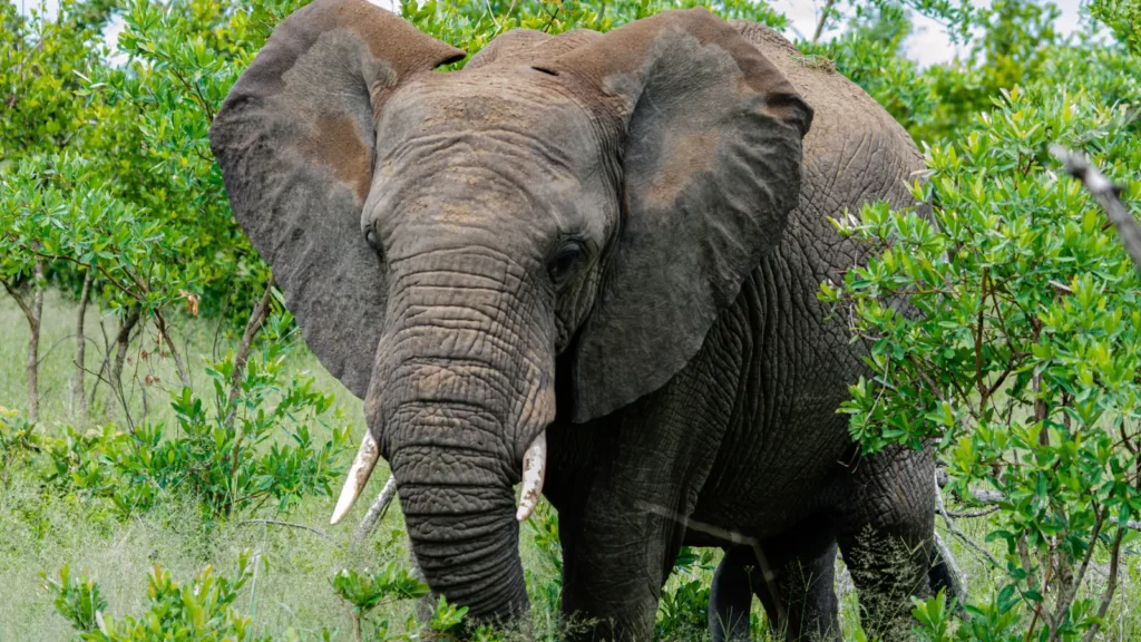 Elephant Puns