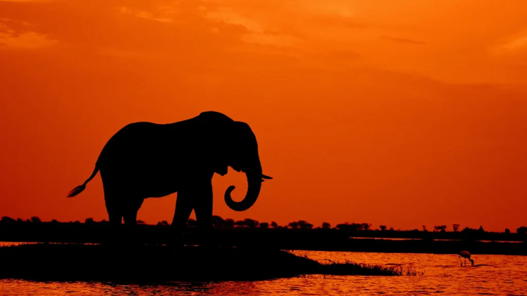 Elephant Puns