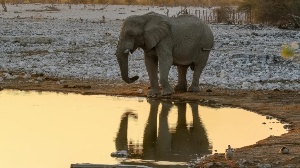 Elephant Puns