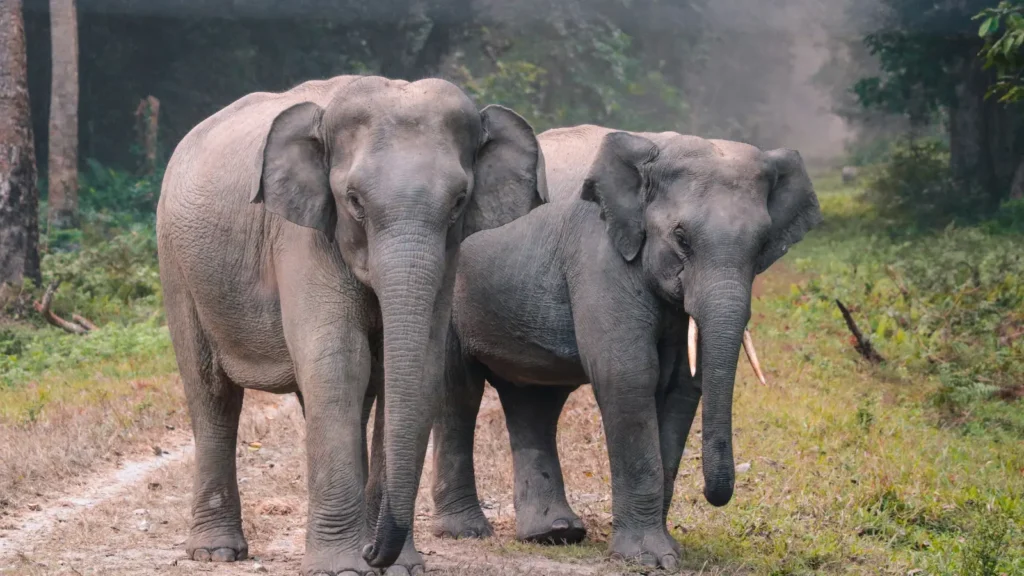 Elephant Puns