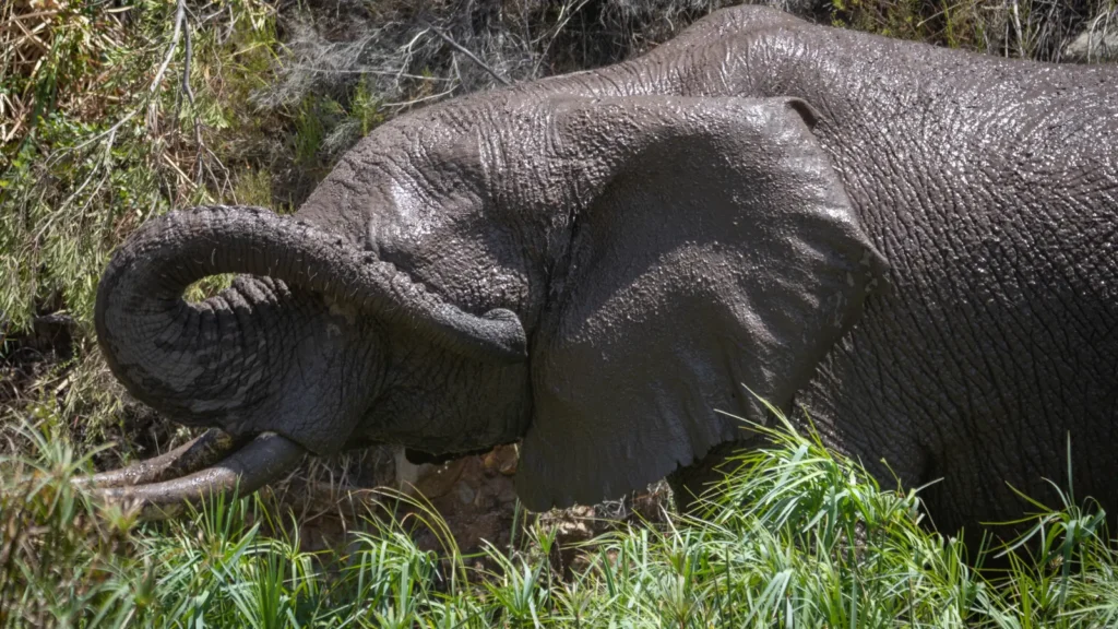 Elephant Puns