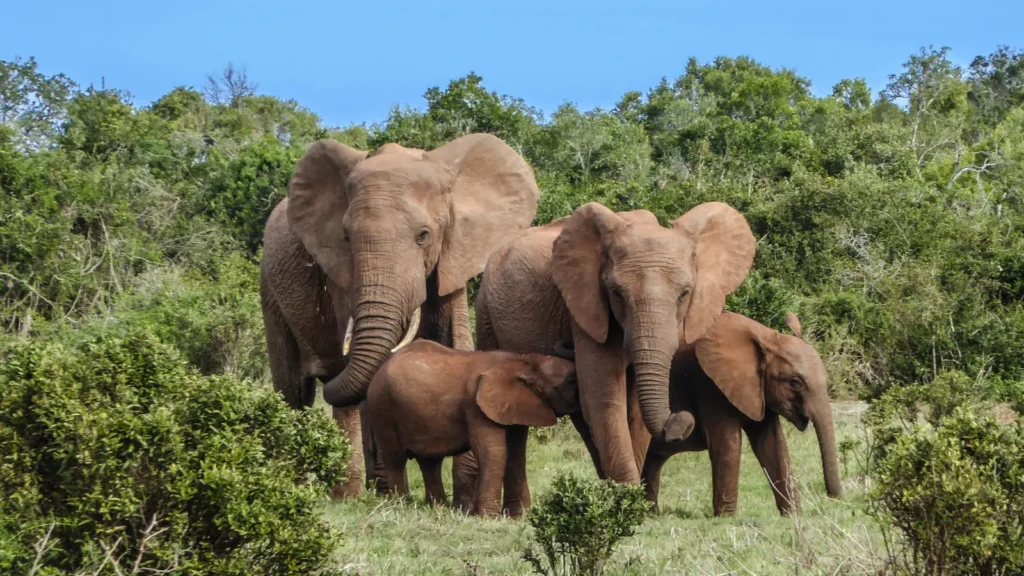Elephant Puns