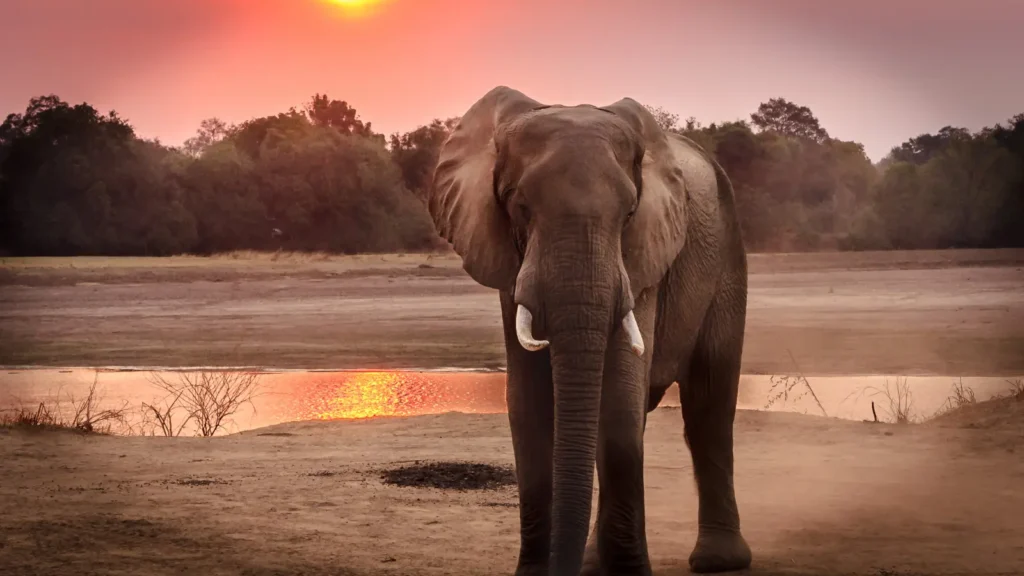 Elephant Puns